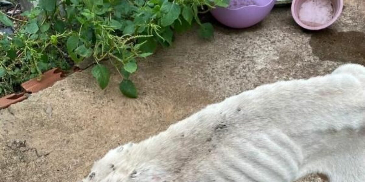 PC prende dono de cão vítima de abandono prolongado e maus-tratos, em Rio Verde