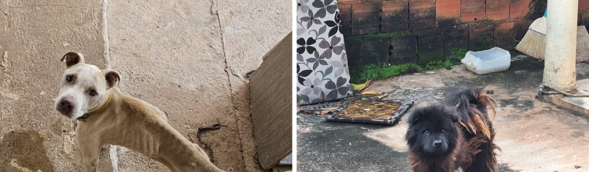 PCGO prende em flagrante suspeito por maus-tratos a animais em Santo Antônio do Descoberto