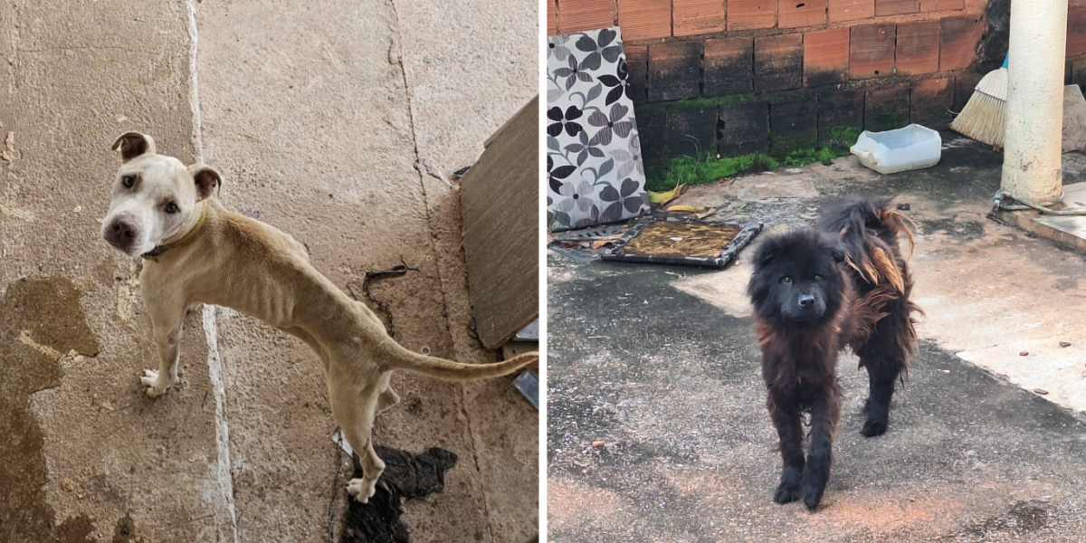 PCGO prende em flagrante suspeito por maus-tratos a animais em Santo Antônio do Descoberto