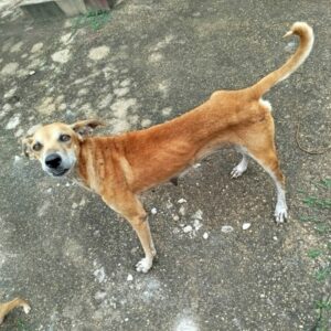 PCGO resgata cadela e filhotes de situação de maus-tratos