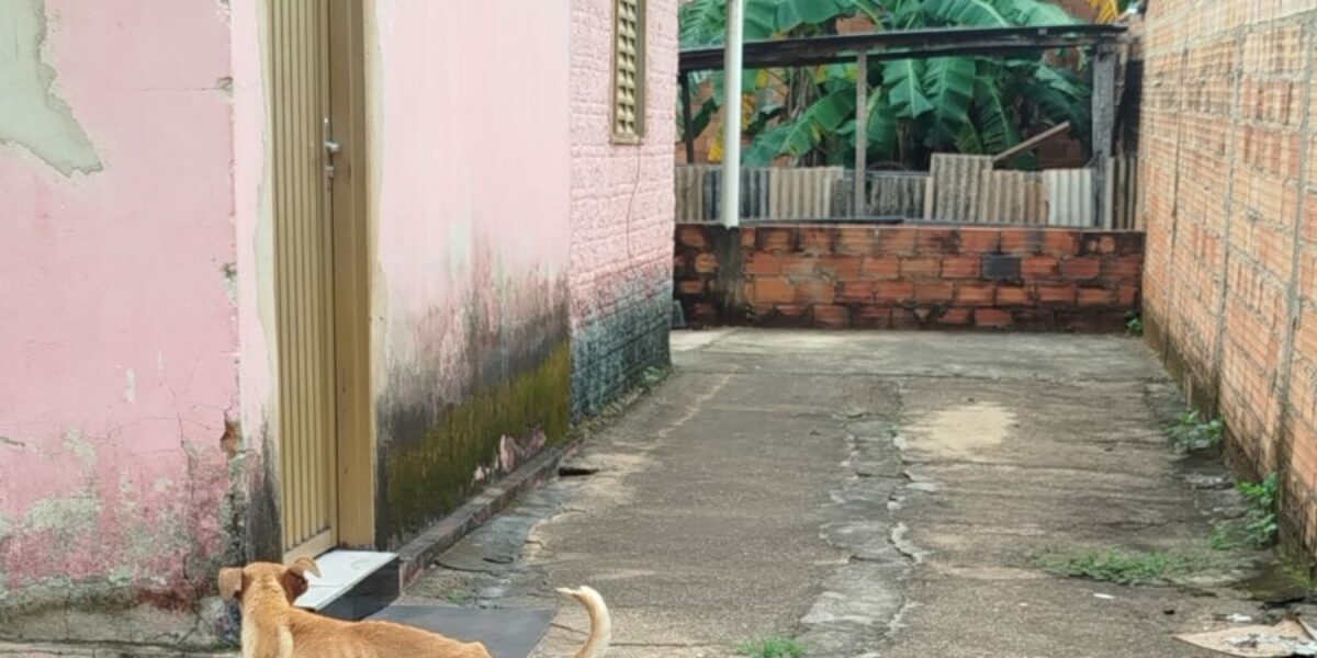 PCGO resgata cadela e filhotes de situação de maus-tratos, em Niquelândia