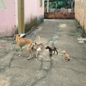 PCGO resgata cadela e filhotes de situação de maus-tratos