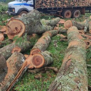 PC e PM prendem três envolvidos em extração ilegal de madeira em Santa Rosa de Goiás