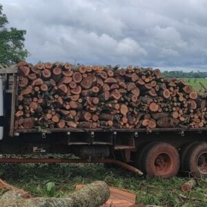 PC e PM prendem três envolvidos em extração ilegal de madeira em Santa Rosa de Goiás