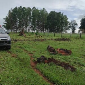 PC e PM prendem três envolvidos em extração ilegal de madeira em Santa Rosa de Goiás