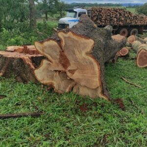 PC e PM prendem três envolvidos em extração ilegal de madeira em Santa Rosa de Goiás