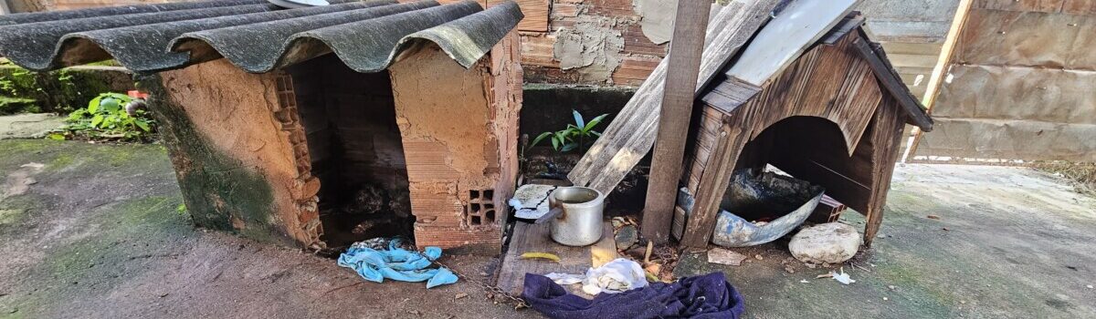 Polícia Civil investiga tutoras por maus-tratos que podem ter ocasionado a morte de cachorro, em Goiânia