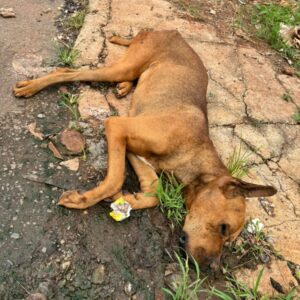 Mulher é presa após abandonar cão; animal foi resgatado por testemunha na rua