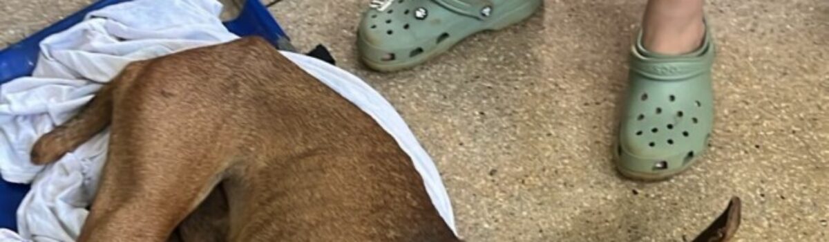 Mulher é presa após abandonar cão; animal foi resgatado por testemunha na rua