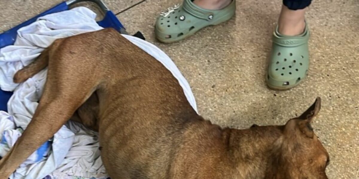 Mulher é presa após abandonar cão; animal foi resgatado por testemunha na rua