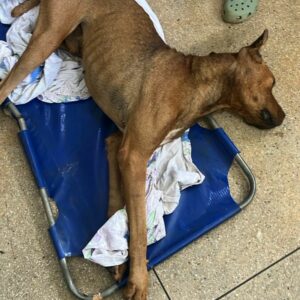 Mulher é presa após abandonar cão; animal foi resgatado por testemunha na rua