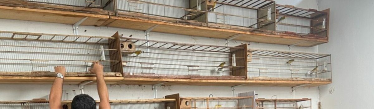 Operação Trilha do Gado: PC cumpre buscas após gado furtado ser vendido em leilão e apreende animais silvestres em cativeiro