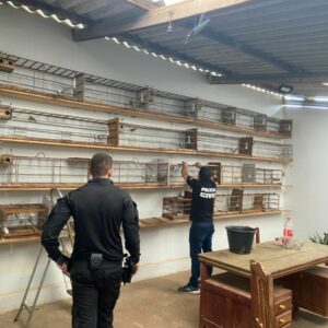 Operação Trilha do Gado: PC cumpre buscas após gado furtado ser vendido em leilão e apreende animais silvestres em cativeiro