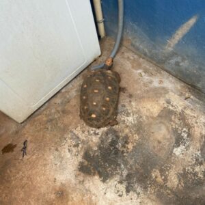 Operação Trilha do Gado: PC cumpre buscas após gado furtado ser vendido em leilão e apreende animais silvestres em cativeiro