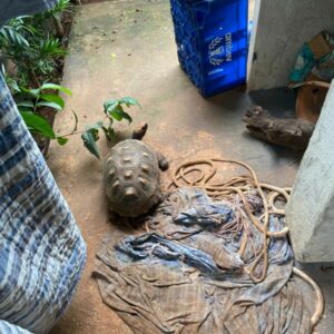 Operação Trilha do Gado: PC cumpre buscas após gado furtado ser vendido em leilão e apreende animais silvestres em cativeiro