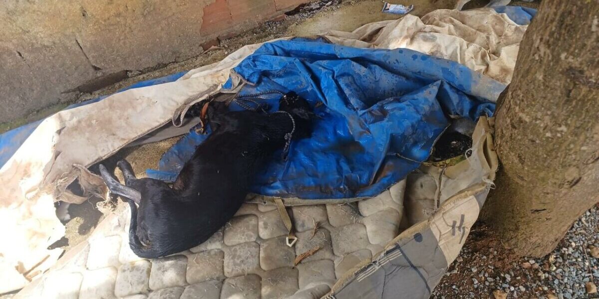 Homem é autuado em flagrante por maus-tratos a cachorro que resultou em morte, em Alexânia