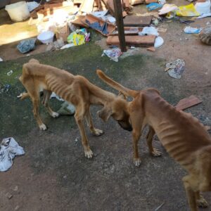 PCGO prende homem em flagrante por maus-tratos a cachorros e papagaio em Goiânia