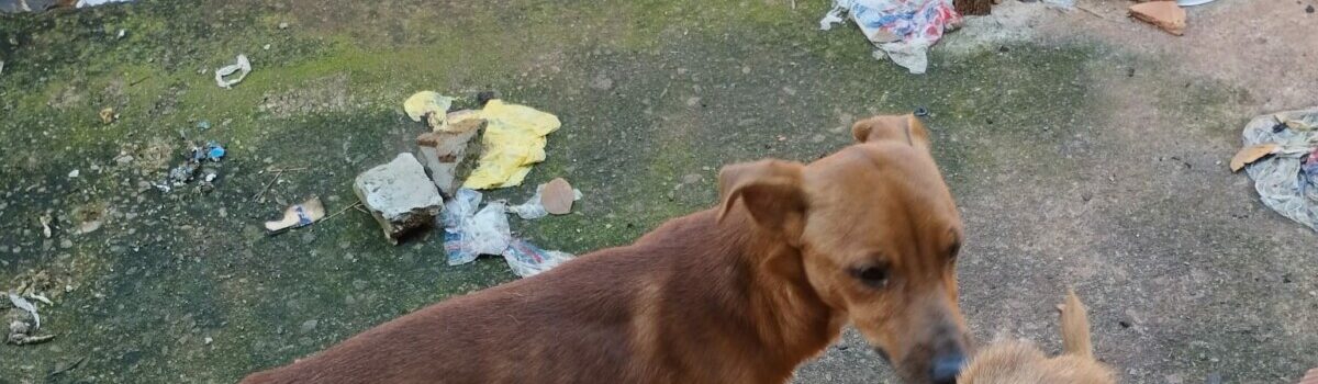 PCGO prende homem em flagrante por maus-tratos a cachorros e papagaio em Goiânia