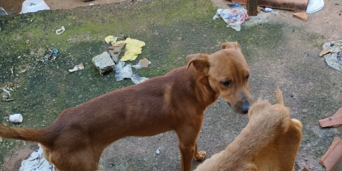 PCGO prende homem em flagrante por maus-tratos a cachorros e papagaio em Goiânia