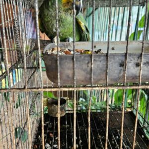 PCGO prende homem em flagrante por maus-tratos a cachorros e papagaio em Goiânia