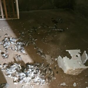 PCGO prende homem em flagrante por maus-tratos a cachorros e papagaio em Goiânia