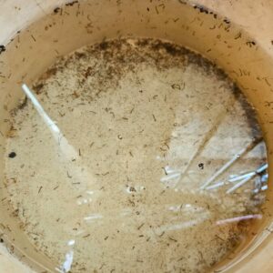 PCGO prende homem em flagrante por maus-tratos a cachorros e papagaio em Goiânia