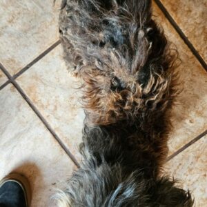 PCGO prende homem em flagrante por maus-tratos a cachorros e papagaio em Goiânia