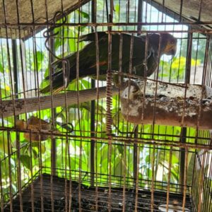 PCGO prende homem em flagrante por maus-tratos a cachorros e papagaio em Goiânia