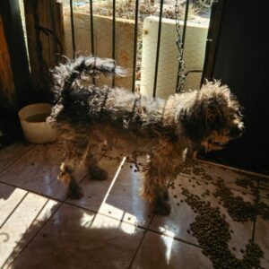 PCGO prende homem em flagrante por maus-tratos a cachorros e papagaio em Goiânia