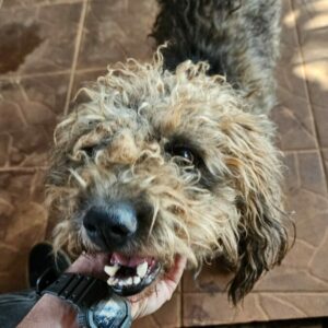 PCGO prende homem em flagrante por maus-tratos a cachorros e papagaio em Goiânia