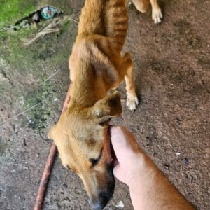 PCGO prende homem em flagrante por maus-tratos a cachorros e papagaio em Goiânia