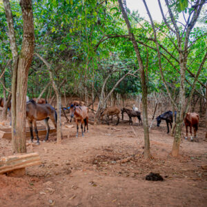 PCGO fecha matadouro clandestino de cavalos e apreende 700 quilogramas de carne imprópria para consumo