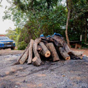 PCGO fecha matadouro clandestino de cavalos e apreende 700 quilogramas de carne imprópria para consumo