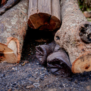 PCGO fecha matadouro clandestino de cavalos e apreende 700 quilogramas de carne imprópria para consumo