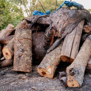 PCGO fecha matadouro clandestino de cavalos e apreende 700 quilogramas de carne imprópria para consumo