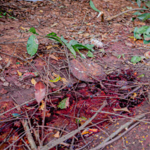 PCGO fecha matadouro clandestino de cavalos e apreende 700 quilogramas de carne imprópria para consumo