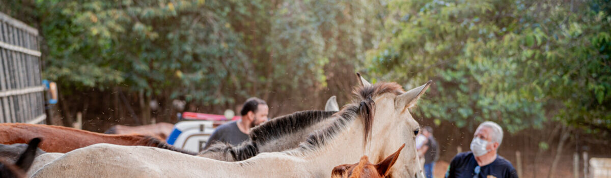 PCGO fecha matadouro clandestino de cavalos e apreende 700 quilogramas de carne imprópria para consumo
