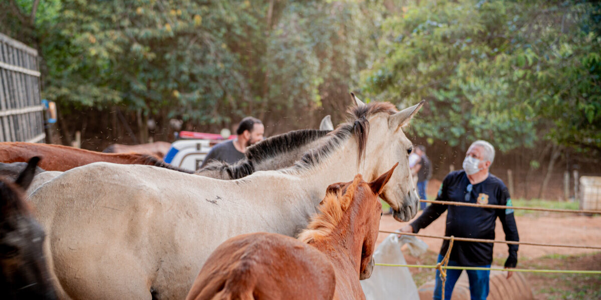 PCGO fecha matadouro clandestino de cavalos e apreende 700 quilogramas de carne imprópria para consumo