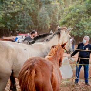 PCGO fecha matadouro clandestino de cavalos e apreende 700 quilogramas de carne imprópria para consumo