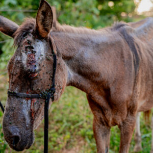 PCGO fecha matadouro clandestino de cavalos e apreende 700 quilogramas de carne imprópria para consumo