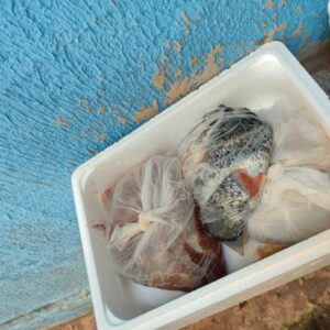 PCGO prende homem que operava restaurante clandestino de comida japonesa em Goiânia