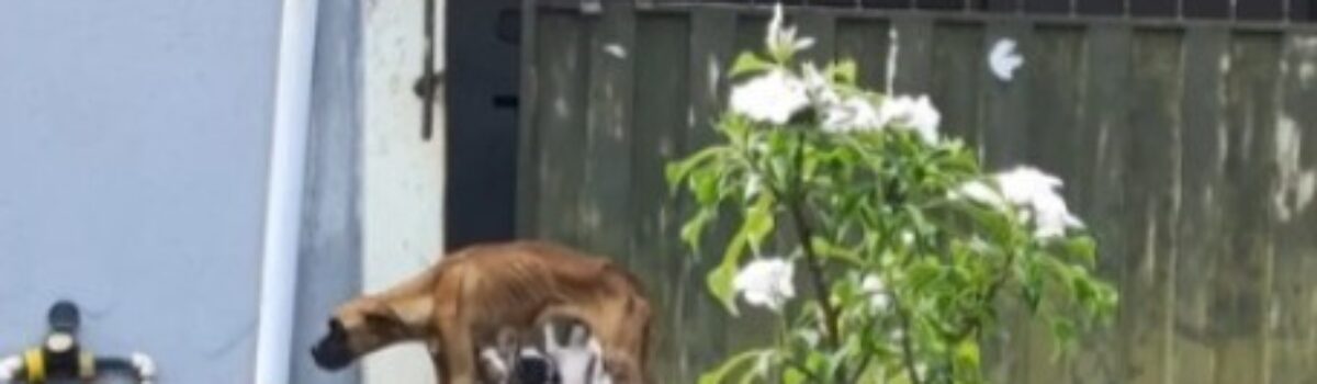 Homem é preso em Catalão por maus-tratos a animais; cachorro esta subnutrido