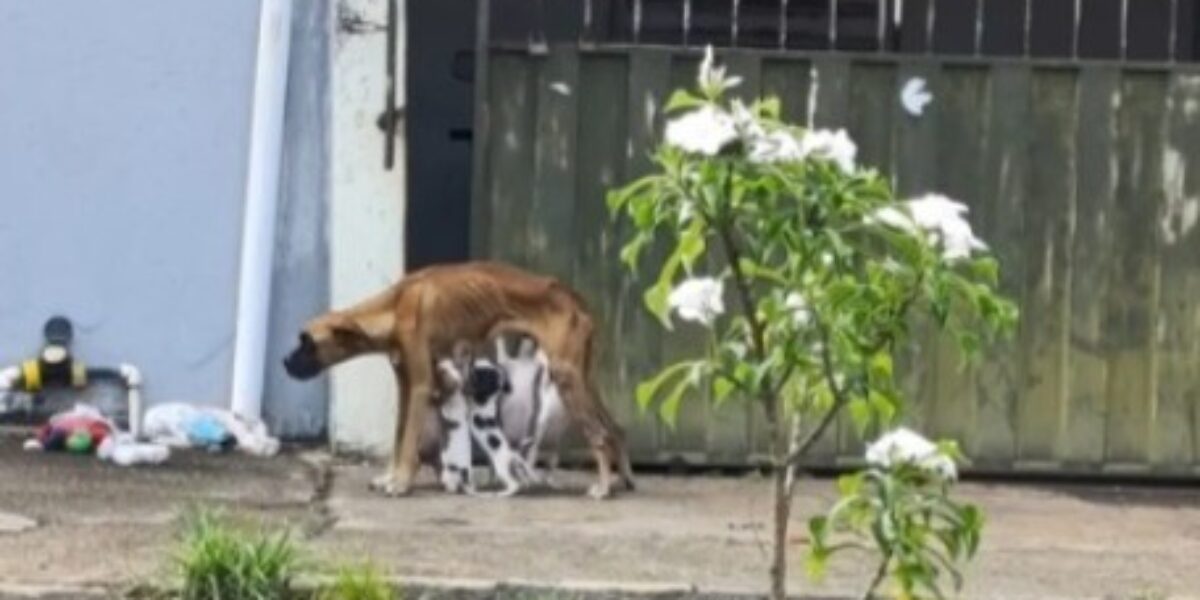 Homem é preso em Catalão por maus-tratos a animais; cachorro esta subnutrido