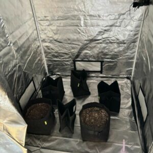 ‘Green House’: PCGO apreende estufa de maconha em Anápolis