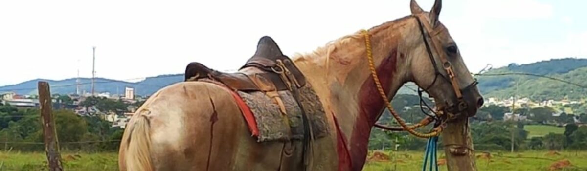 PCGO investiga homem por maus-tratos contra cavalo em São Luís de Montes Belos