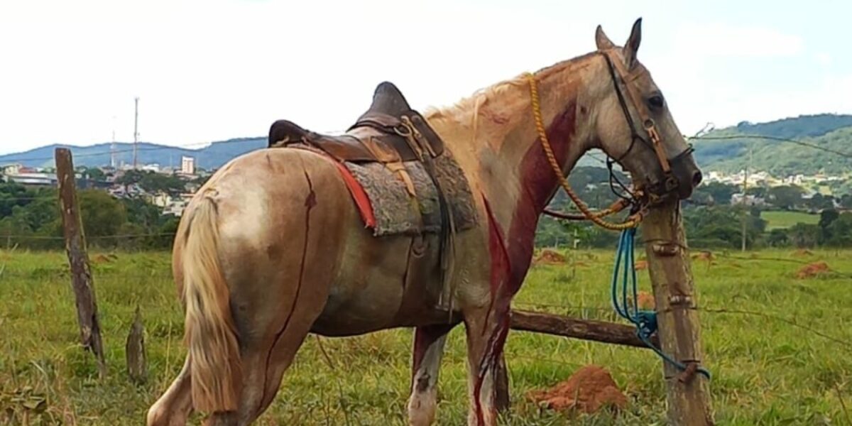 PCGO investiga homem por maus-tratos contra cavalo em São Luís de Montes Belos