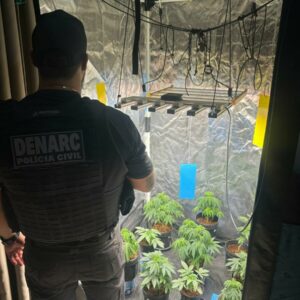 Operação ‘Oil Green’: PCGO fecha laboratório de maconha usado na produção de óleo e shampoo em bairro nobre de Goiânia
