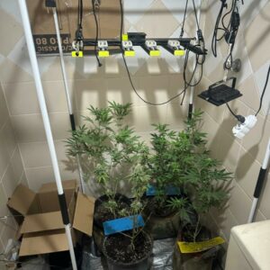 Operação ‘Oil Green’: PCGO fecha laboratório de maconha usado na produção de óleo e shampoo em bairro nobre de Goiânia