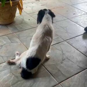 PCGO prende mulher por maus-tratos a cão que foi atropelado e não obteve o tratamento necessário