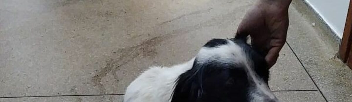 PCGO prende mulher por maus-tratos a cão que foi atropelado e não obteve o tratamento necessário